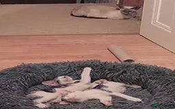 Mixed Breed cats for sale: Blue point siamese x domestic cat - Image 18