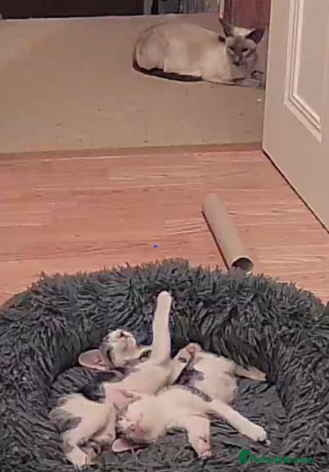 Mixed Breed cats for sale: Blue point siamese x domestic cat - Image 18