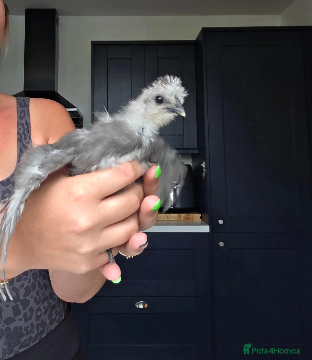 Chickens poultry for sale: Silkie - Advert 1