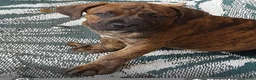 Mixed Breed dogs for sale: Beautiful Cane Corso / Bullmastiff Puppies  - Advert 22