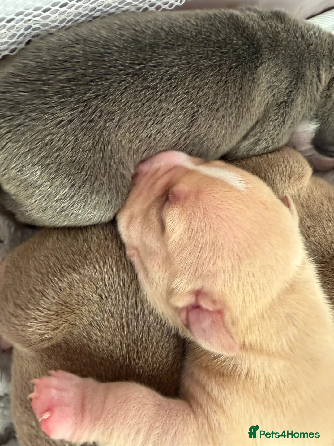 American Bully dogs for sale: American pocket bully’s  - Advert 2