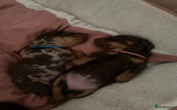 Miniature Dachshund dogs for sale: Mini Dachshund puppies   - Image 16