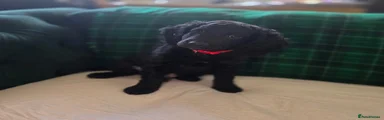 Red Collar Boy
