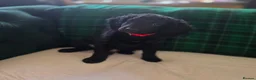 Cockapoo dogs for sale: Gorgeous Cockerpoo-Cross puppies, Mum+Dad our pets - Advert 14
