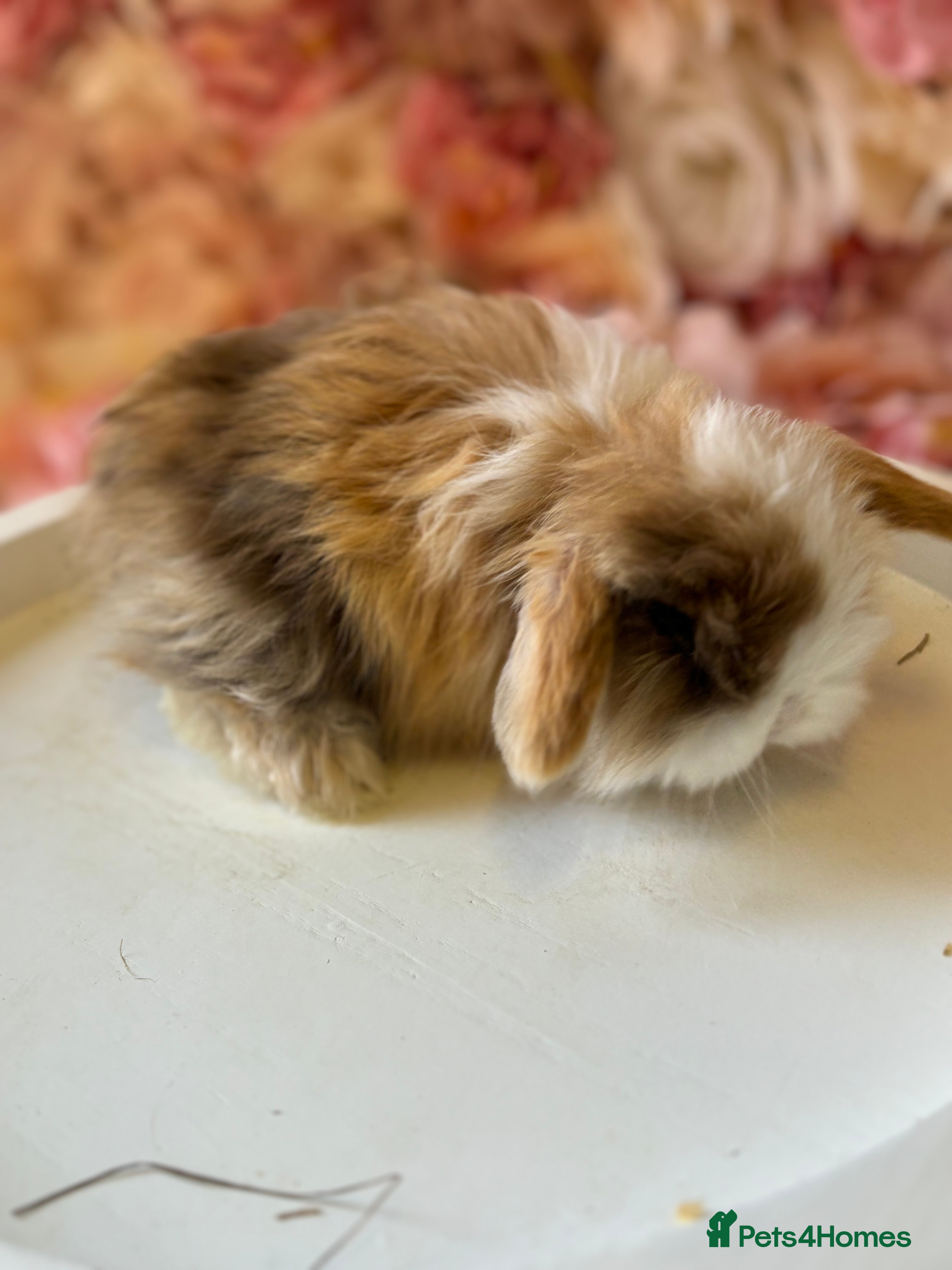 Mini Lop rabbits Last Mini Lop Boy available 🖤 - Advert 17