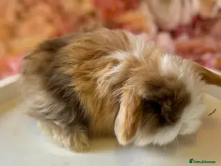 Mini Lop rabbits Last Mini Lop Boy available 🖤 - Advert 17