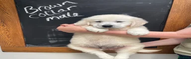 Golden Retriever 2