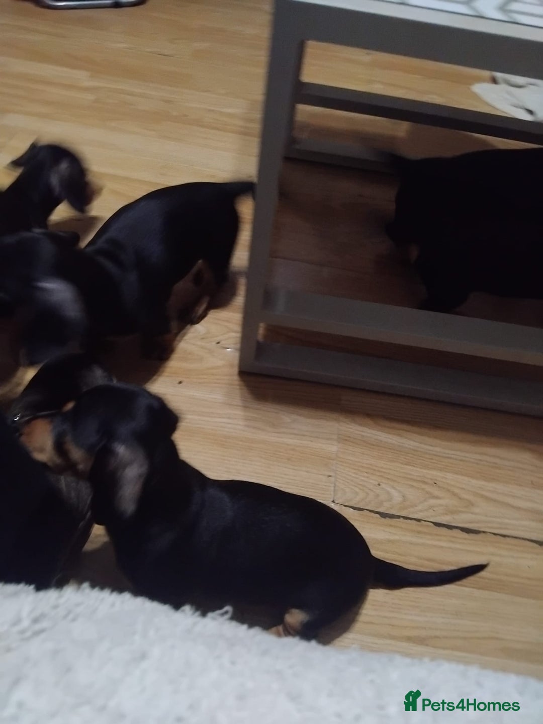 Dachshund dogs for sale: Dachshund puppies - Advert 8