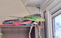 Ringnecks birds for sale: Beautiful 2-Year-Old Ringneck Parrot 🦜 - Image 5