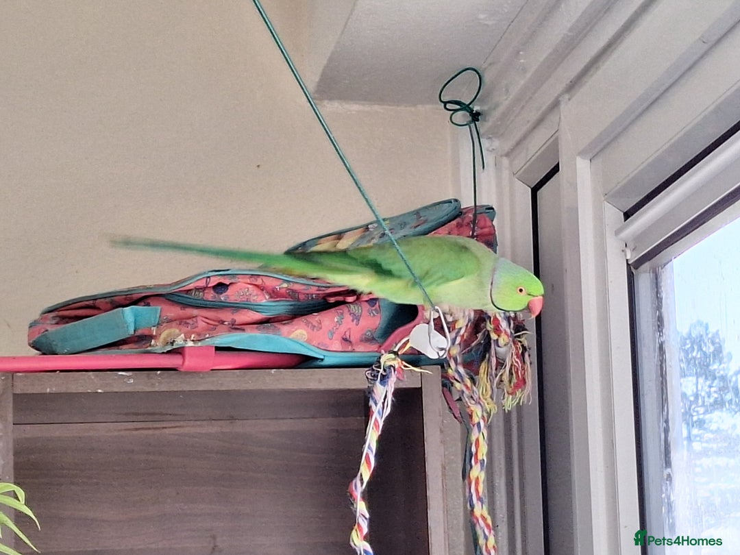 Ringnecks birds for sale: Beautiful 2-Year-Old Ringneck Parrot 🦜 - Image 5