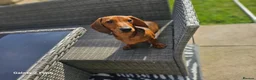 Dachshund dogs for sale: Beautiful standard dachshund  - Advert 14