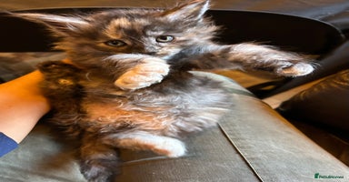 Maine Coon cats Stunning XL Purebred Main Coon kittens-last couple - Advert 6