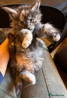 Maine Coon cats Stunning XL Purebred Main Coon kittens-last couple - Advert 6