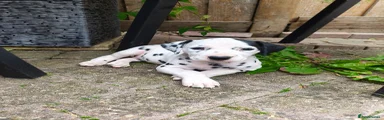Dalmatian 6