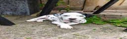 Dalmatian dogs for sale: 1 boy , 2 girls left  - Advert 31
