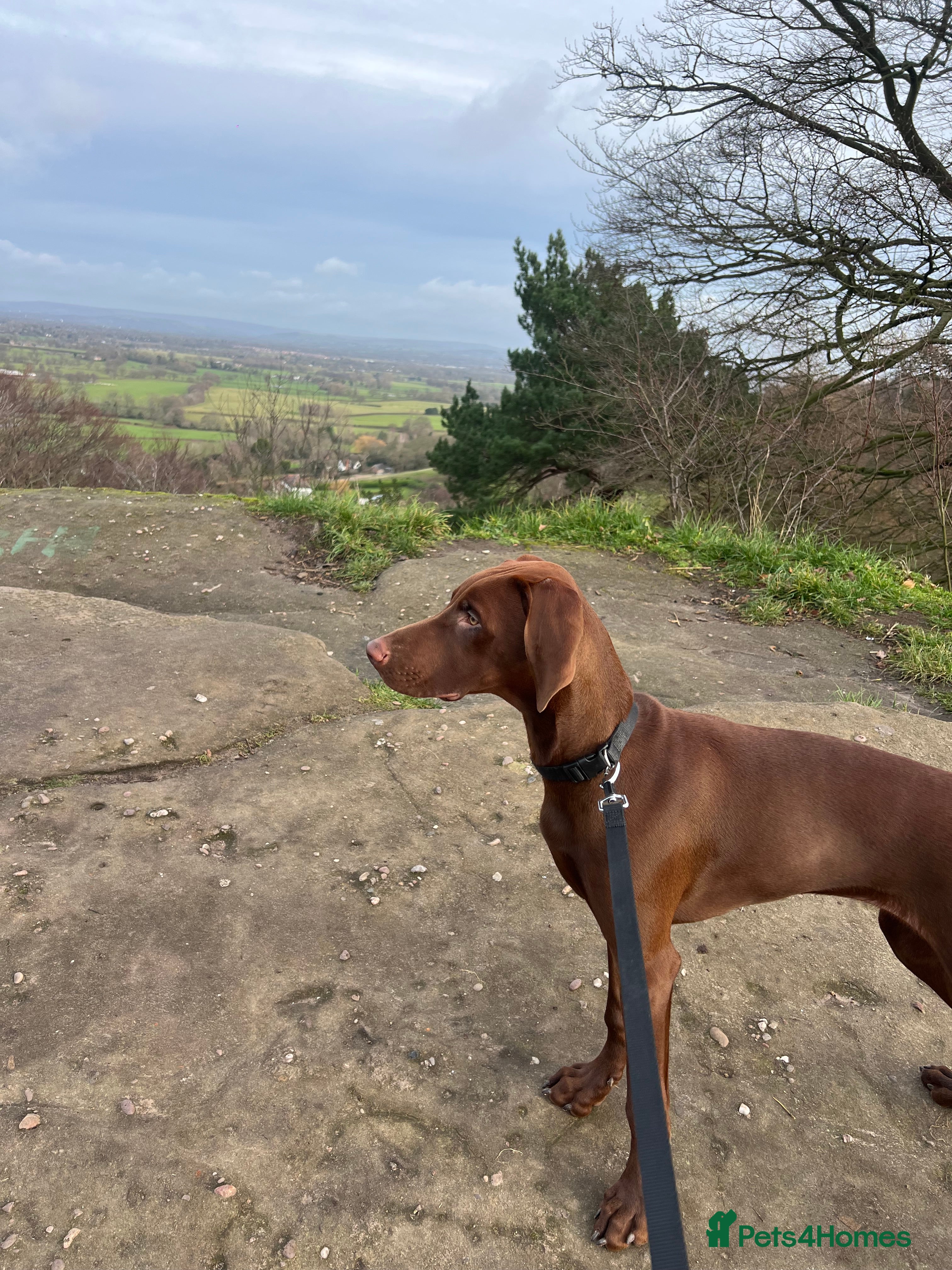 Mixed Breed dogs 6 month old Vizslaxdobermann - Advert 18