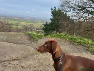 Mixed Breed dogs 6 month old Vizslaxdobermann - Advert 16