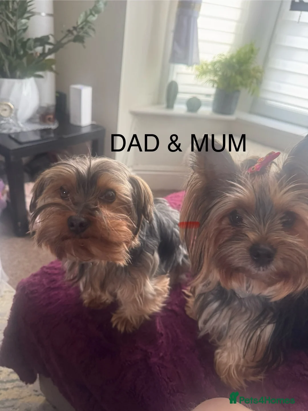 Yorkshire Terrier dogs for sale: YORSHIRE TERRIER 1 BOY 2 GIRLS FOR SALE - Advert 9