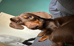 Dachshund dogs for stud: Standard Choc Dachshund, Reduced Fee Until Proven - Image 2