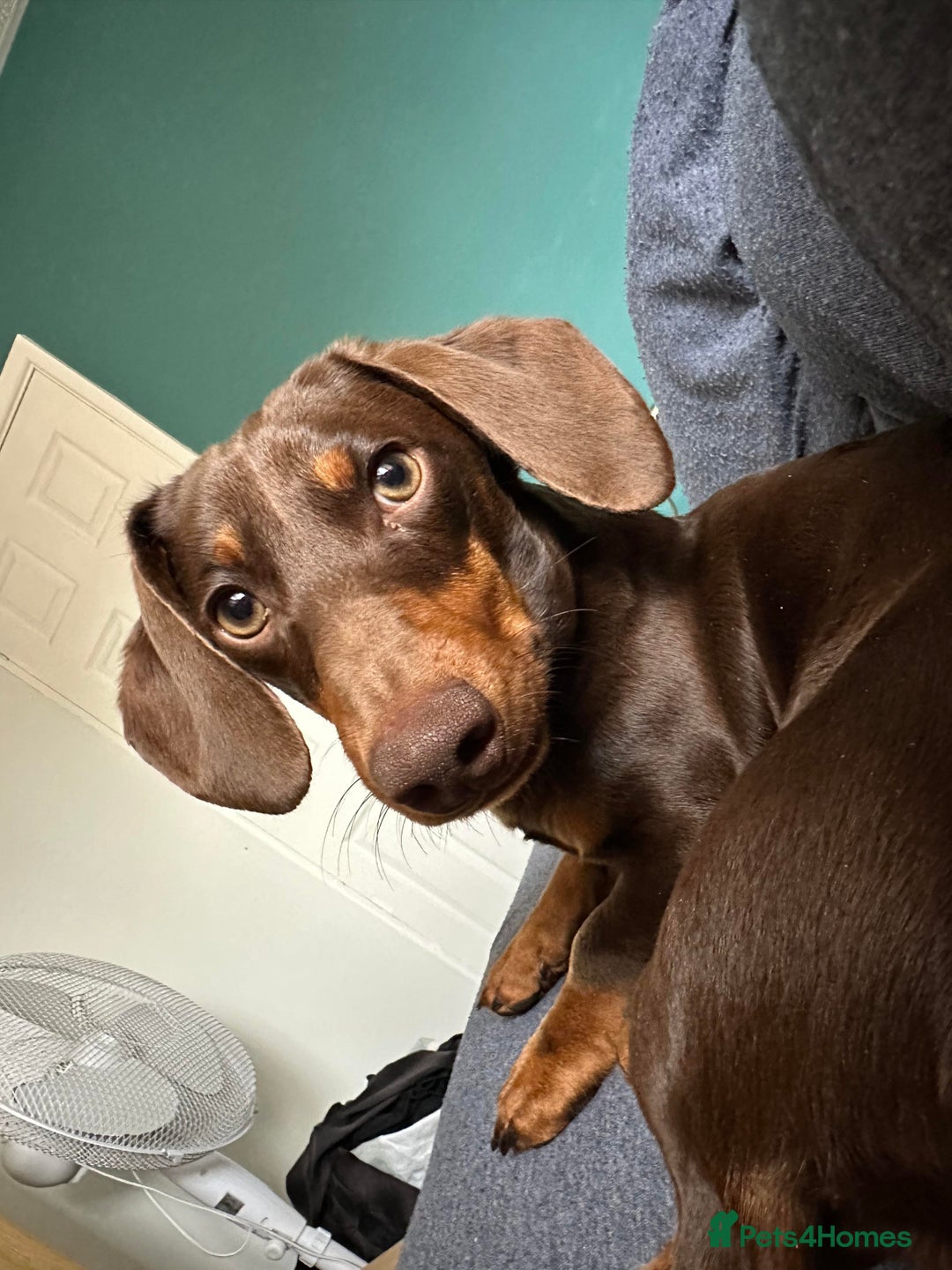 Dachshund dogs for stud: Standard Choc Dachshund, Reduced Fee Until Proven - Image 2