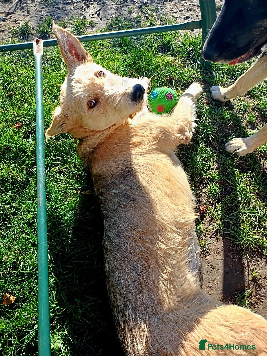 Mixed Breed dogs for adoption: 💖🐶 LUCHIA 🐶💖 - Advert 4