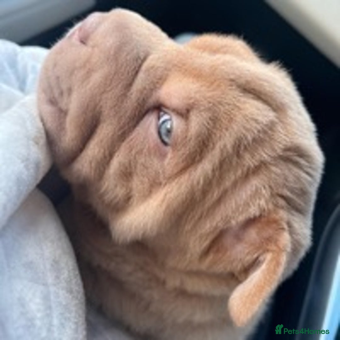 Shar Pei dogs for stud: TOP QUALITY -BEAUTIFUL BEARCOAT STUD in Wetherby - Image 13