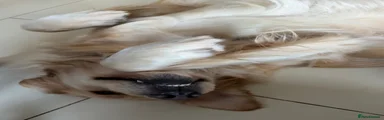 Golden Retriever 6