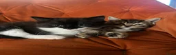 Mixed Breed cats for sale: Kittens ready for their forever homes! - Advert 4