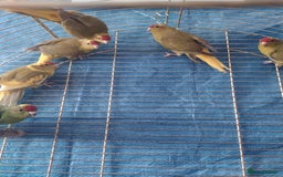 Parrots birds for sale: For sale  - Image 8