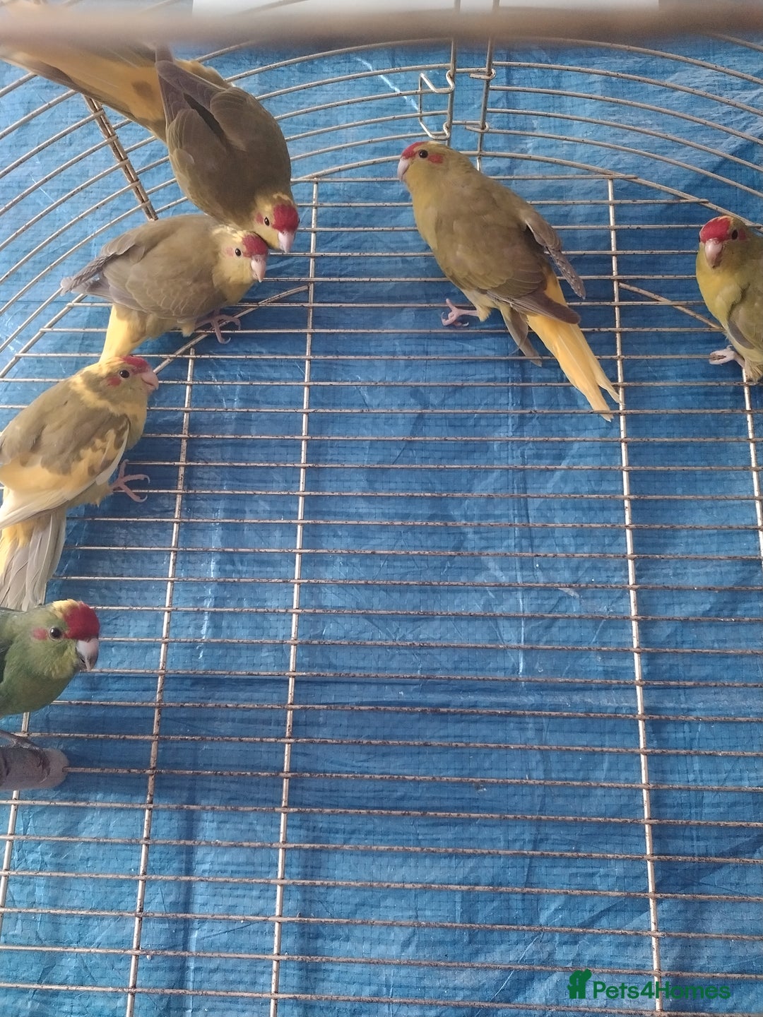 Parrots birds for sale: For sale  - Image 8