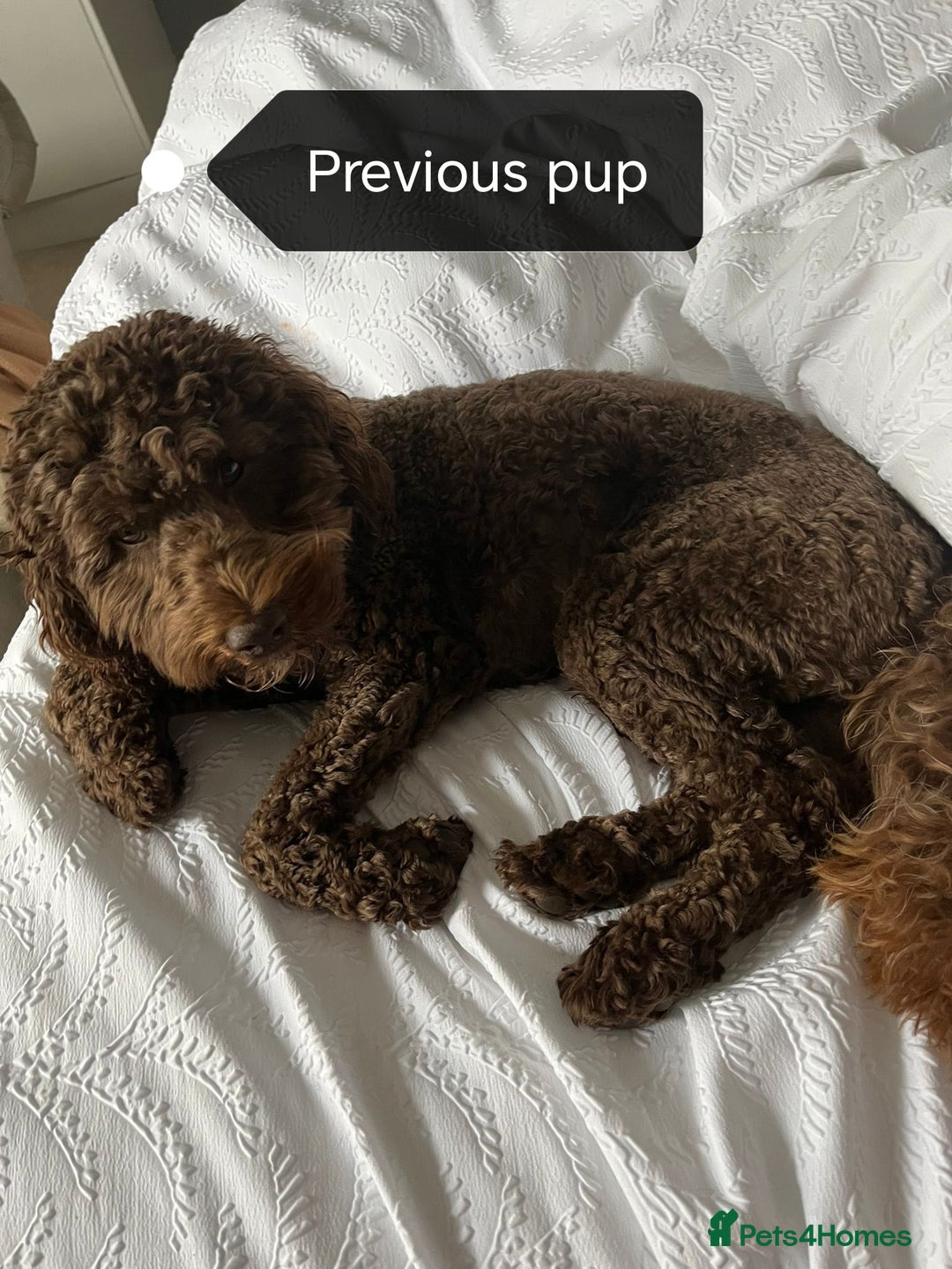 Cockapoo dogs for sale: F1B Cockapoo - Image 14