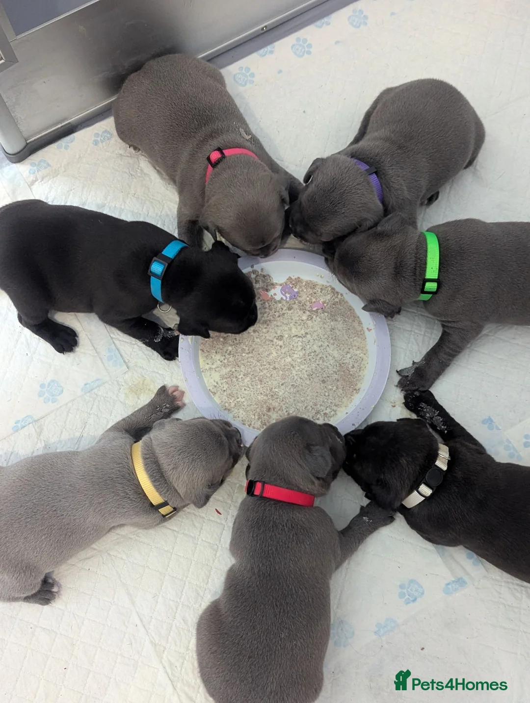 Staffordshire Bull Terrier dogs for sale: Kc blue Staffordshire bull terrier puppies  - Advert 12