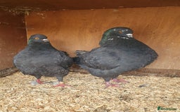 Pigeons birds for sale: Modena Pigeon For Sale - Image 4