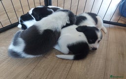 Mixed Breed dogs for sale: Border Beagle Puppies  - Image 15