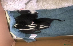 Mixed Breed cats for sale: Kittens  - Image 4