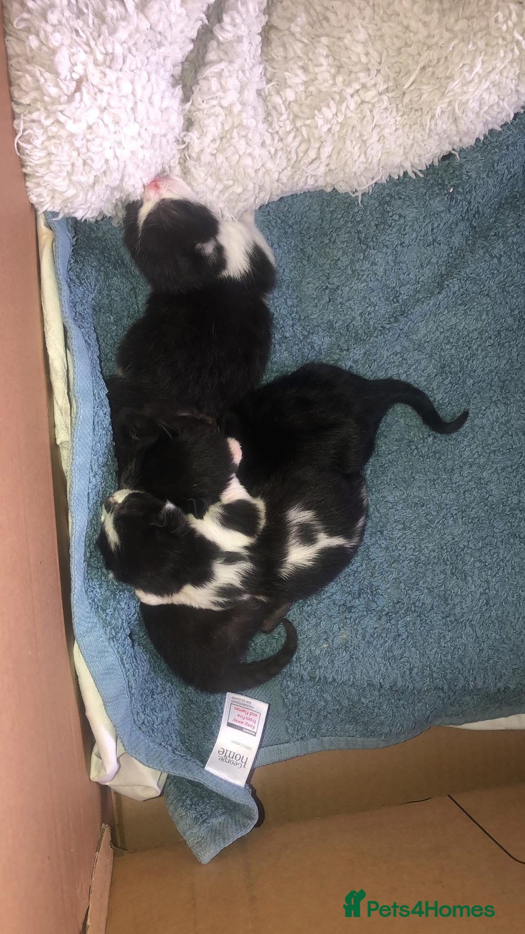 Mixed Breed cats for sale: Kittens  - Image 4