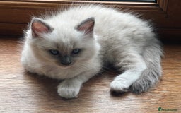 Ragdoll cats for sale: 2 Boys and 1 Girl Ragdoll kittens - Image 13