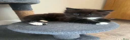 British Longhair cats for sale: 6 stunning kittens - Advert 13