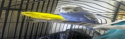 Budgerigars birds for sale: 4 budgies for sale, CHEAP and URGENT ❤ - Advert 11