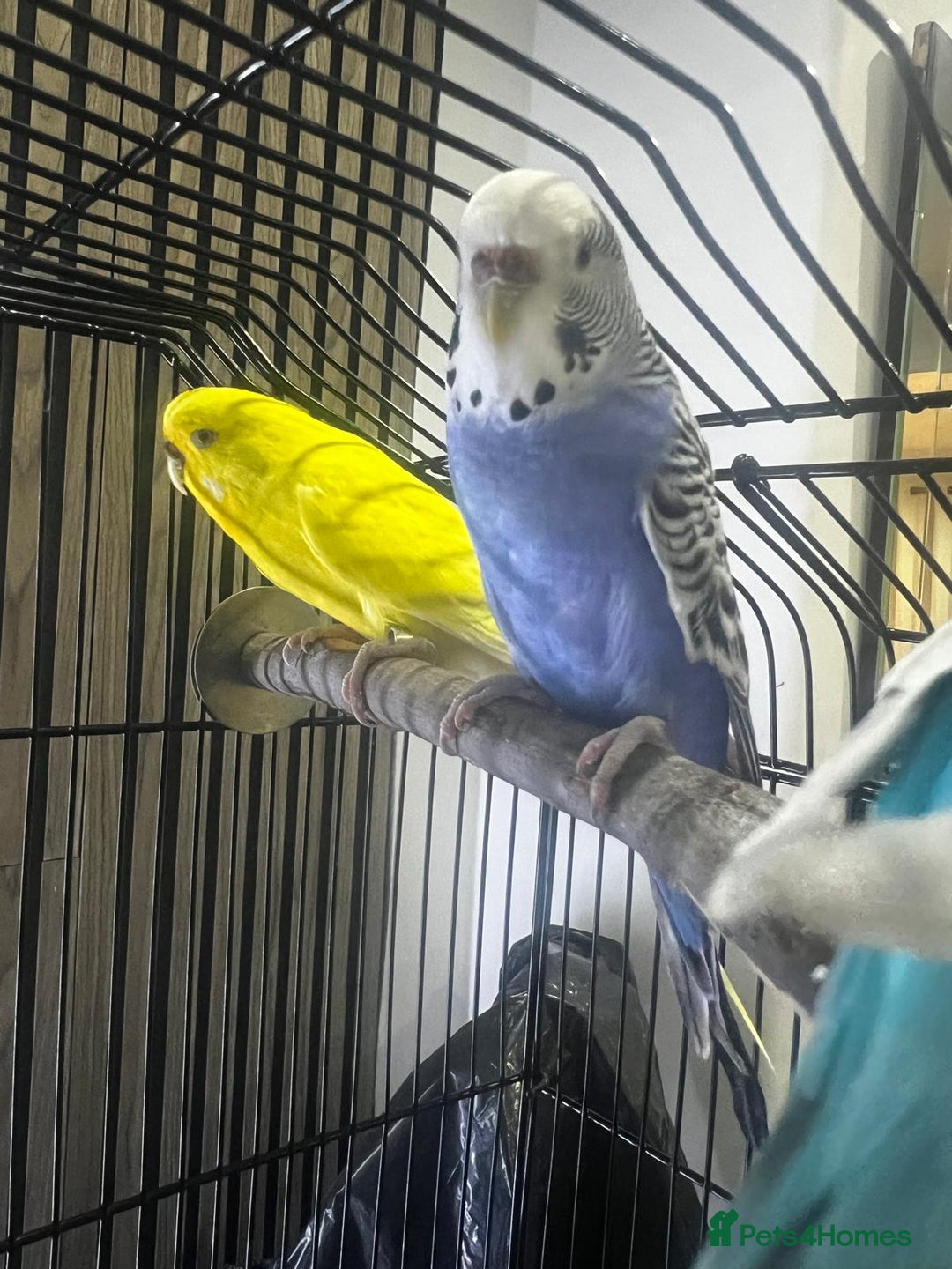 Budgerigars birds for sale: 4 budgies for sale, CHEAP and URGENT ❤ - Advert 11