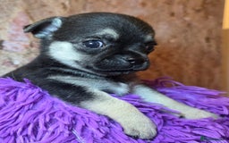 Chihuahua dogs for sale: CHIHUAHUA PUPPY  - Advert 8