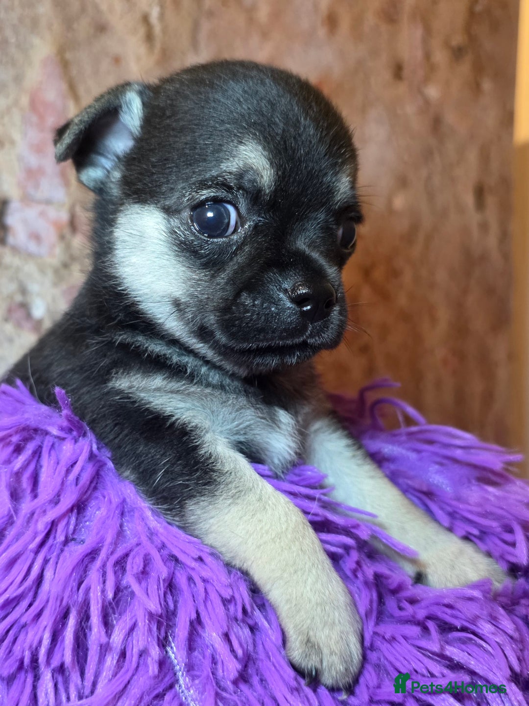 Chihuahua dogs for sale: CHIHUAHUA PUPPY  - Advert 8