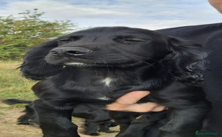 Cocker Spaniel dogs for sale in Darlington - Advert 1