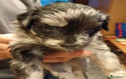 Mixed Breed dogs for sale: Beautiful pomapoo X puppies  - Image 8