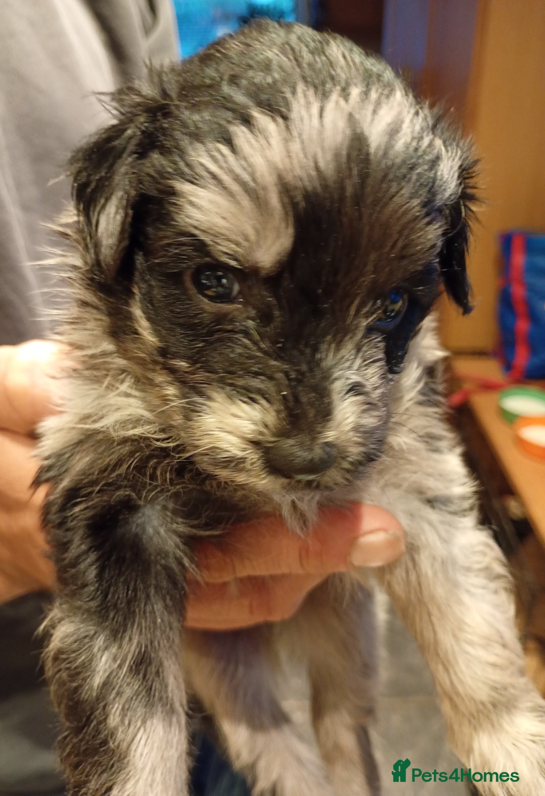 Mixed Breed dogs for sale: Beautiful pomapoo X puppies  - Image 8