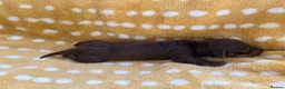 Miniature Dachshund dogs for sale: 1 Beautiful Miniature Dachshund Puppy left! 🩷 - Advert 24