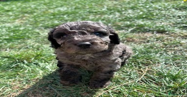 Cavapoo dogs - Advert 10