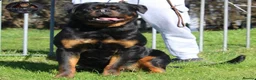 Rottweiler dogs for stud: Top KC Registered Rottweiler Stud Simba - Advert 15
