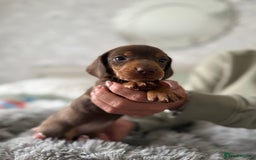 Dachshund dogs for sale: Beautiful litter of dachshund puppy’s  - Image 20