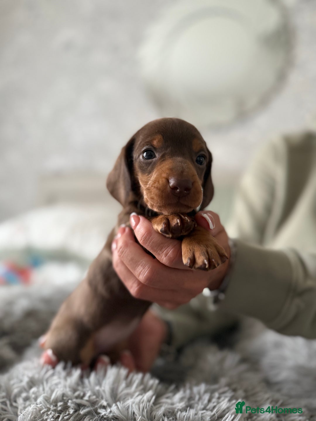 Dachshund dogs for sale: Beautiful litter of dachshund puppy’s  - Image 20